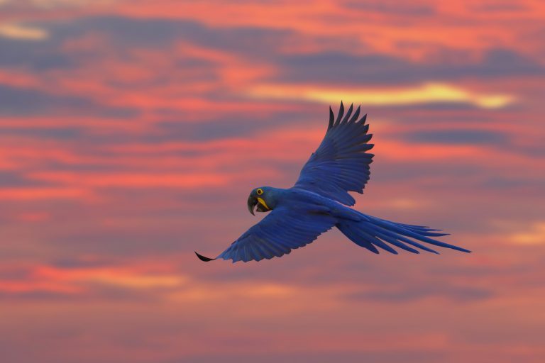 Hyacinth macaw flying in beautiful sky at sunset.
