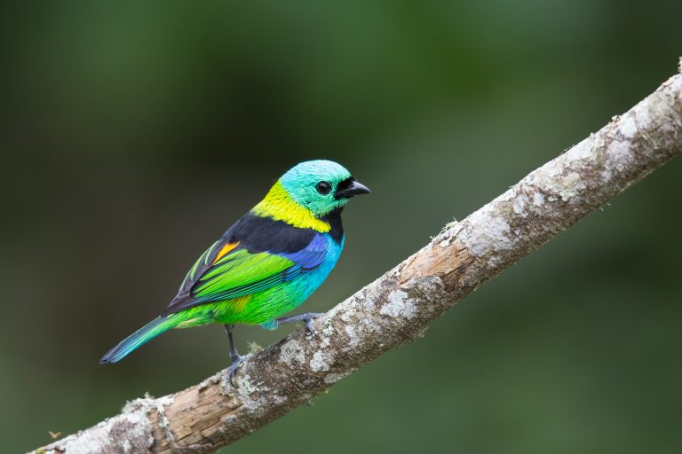 A male Green headed Tanager (Tangara seledon) perched on a branch against a blurred background, Atlantic rainforest, Brazil